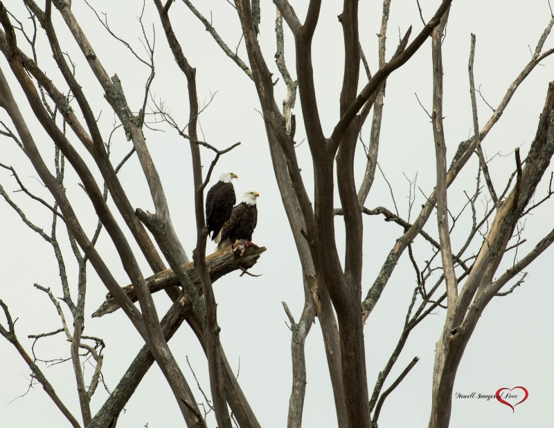 Christmas Eagles