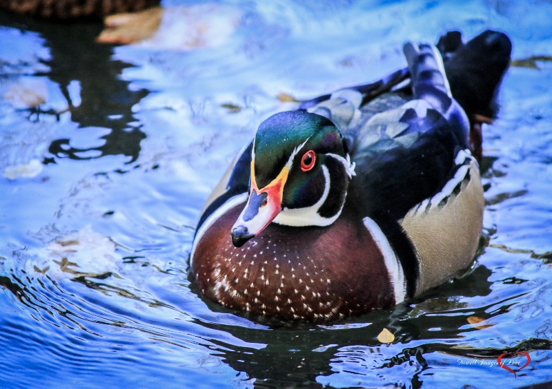 Morning Swim