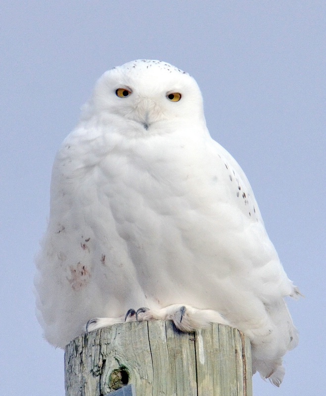 The Snowy Owl Perch