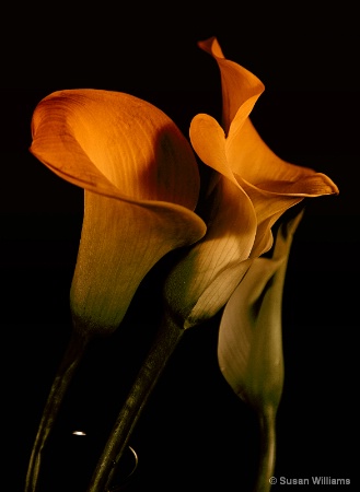 Calla Lillies