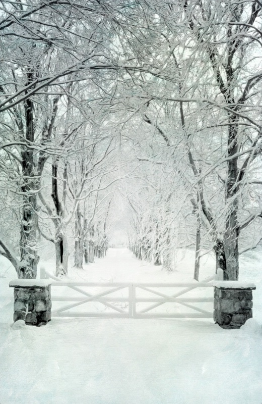 Maple Trees in Winter