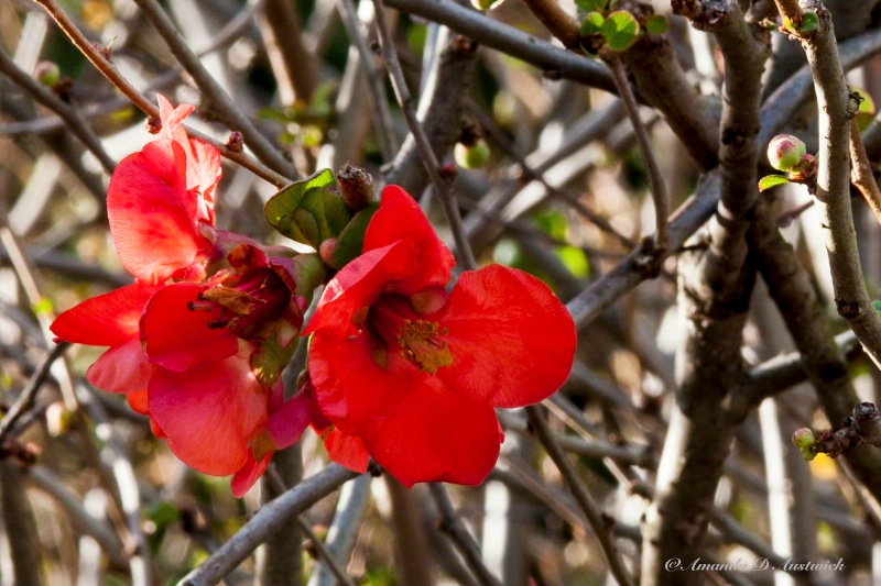 Quince Blossoms in December