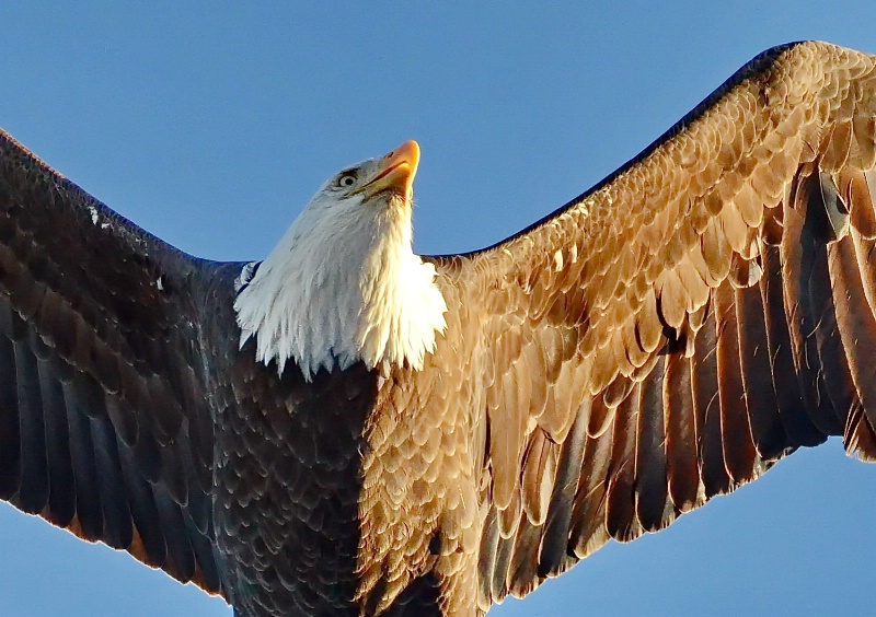 The Regal Eagle