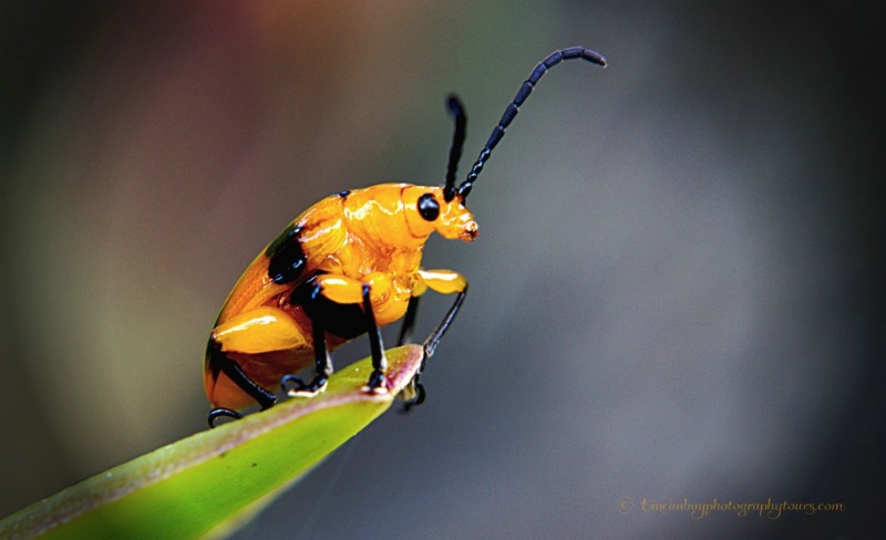 Dendrobium Beetle