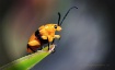 Dendrobium Beetle