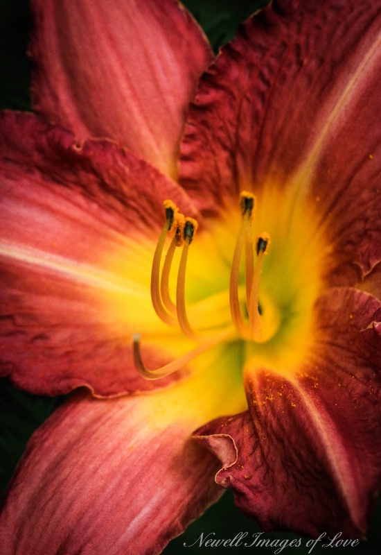 Red Daylily