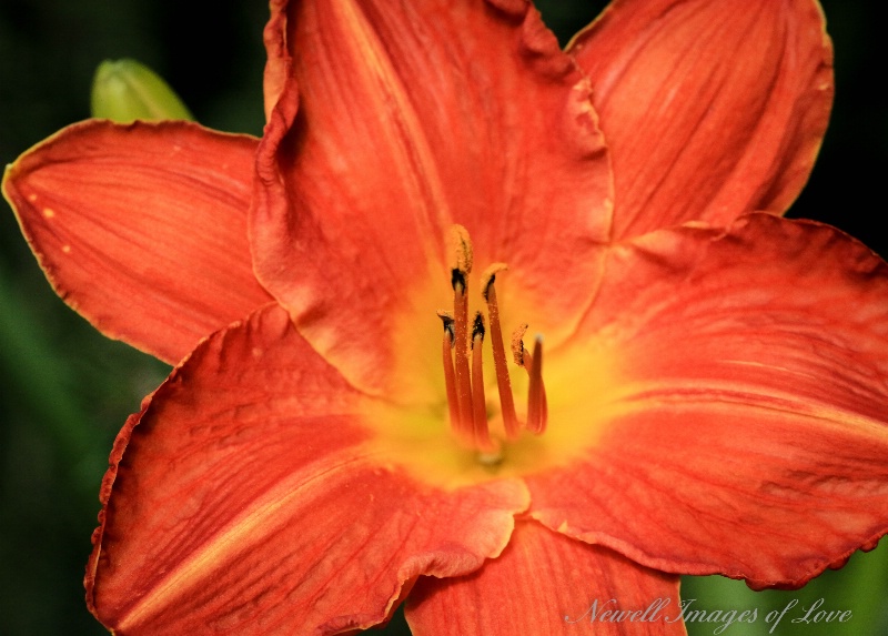 Orange Daylily