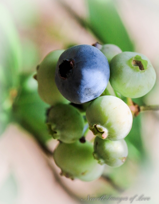 Blue Berries