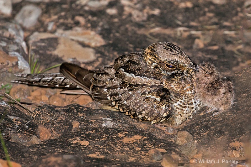 Scissor-tailed Nightjar, Hydropsalis brasiliana - ID: 15073031 © William J. Pohley