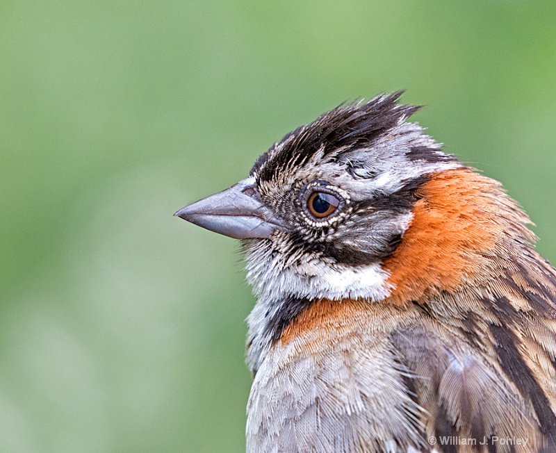 Rufous-collared Sparrow, Zonotrichia capensis - ID: 15073046 © William J. Pohley