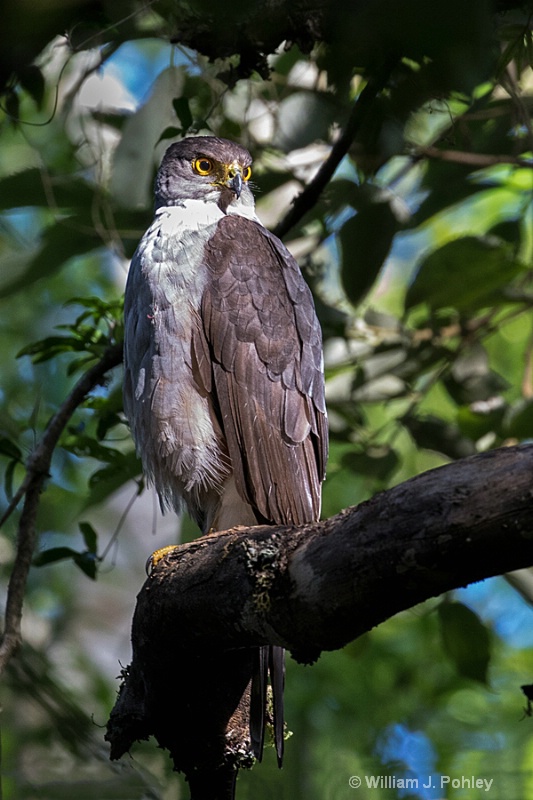 Bicolored Hawk, Accipiter bicolor - ID: 15073048 © William J. Pohley