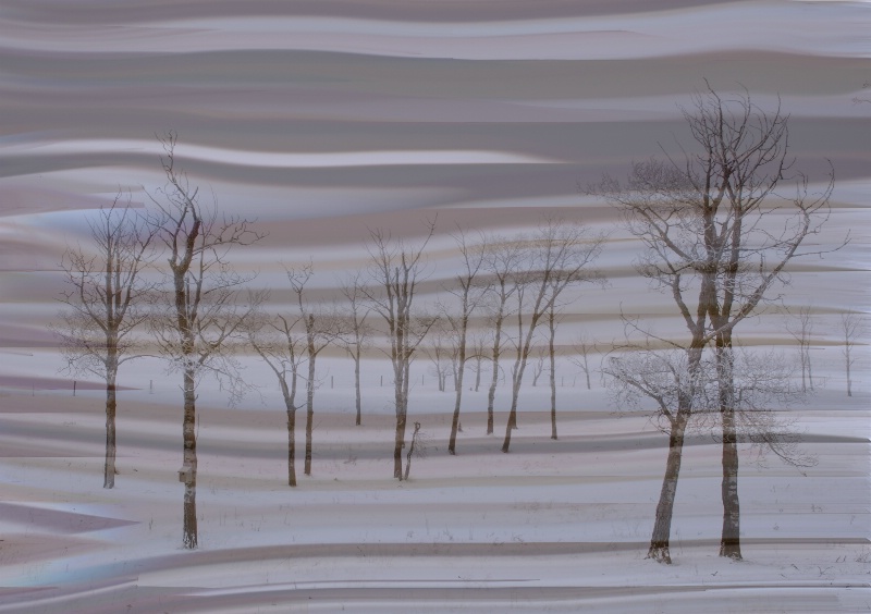 The Whimsey of Trees