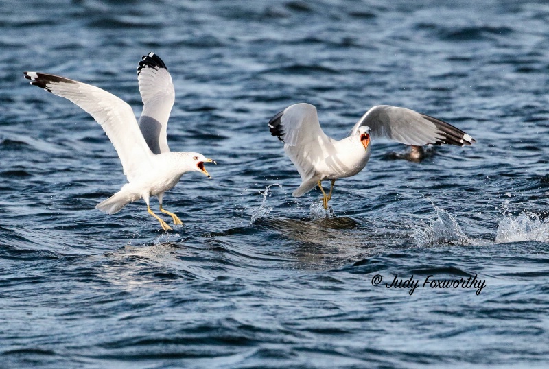 Ring-billed Gulls Screaming