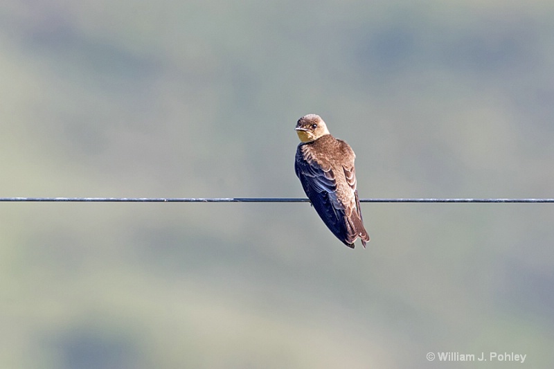 Southern Rough-winged Swallow - ID: 15073221 © William J. Pohley