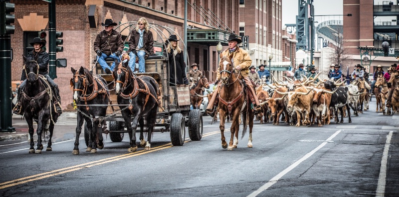 National Western Stockshow Parade