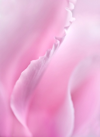 Cyclamen Macro