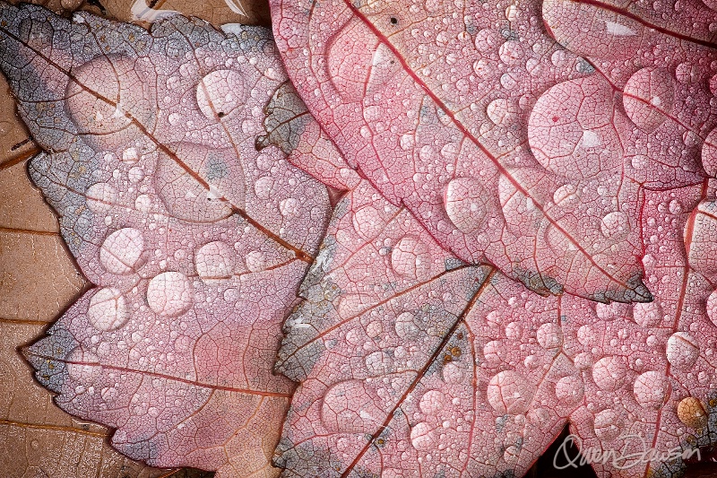 Fall dew drops