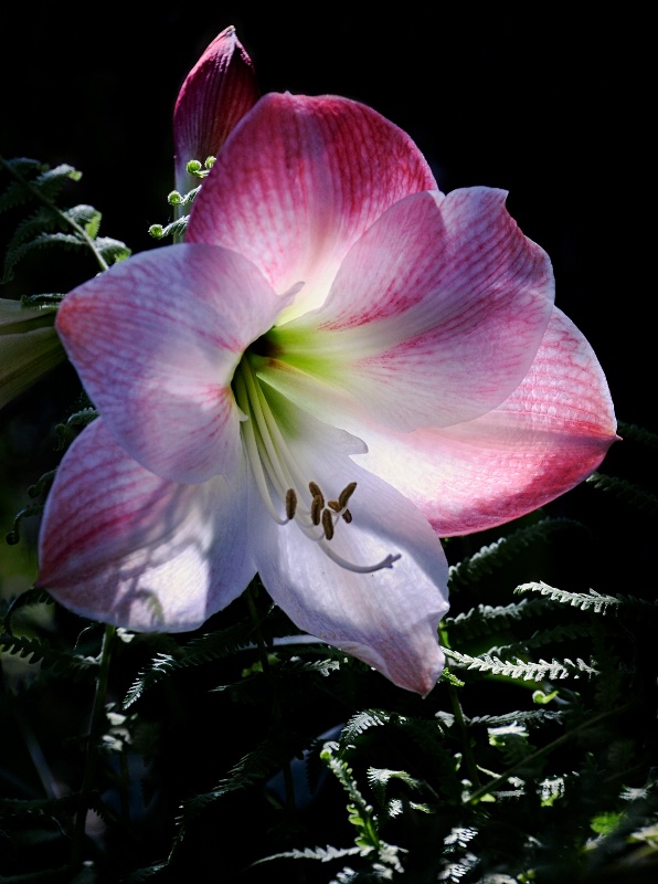 Amaryllis and Ferns