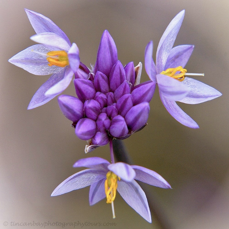 Vanilla Lily. SE Queensland, Australia