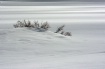 Snowdrift