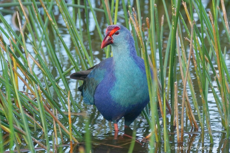 Swamphen in the Grass