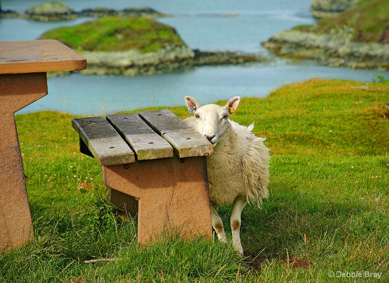 Do ewe want this seat?