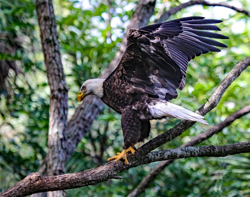 American Bald Eagle  