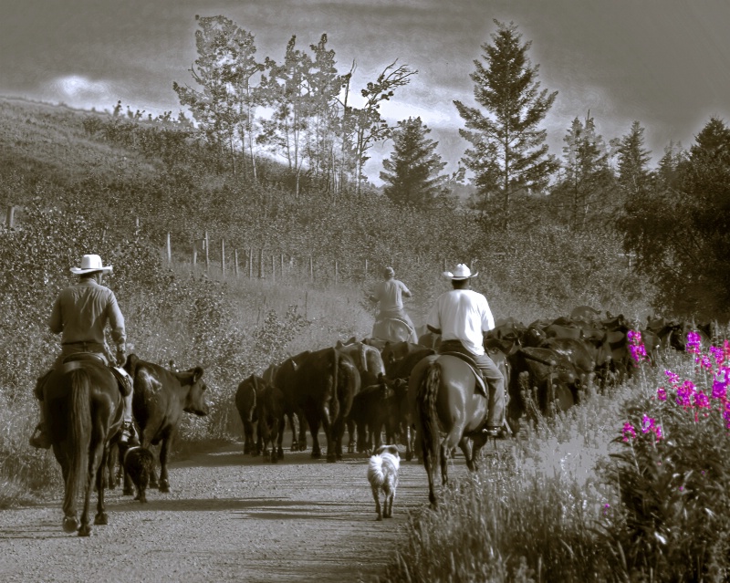 Moving Cattle past the Lupines 