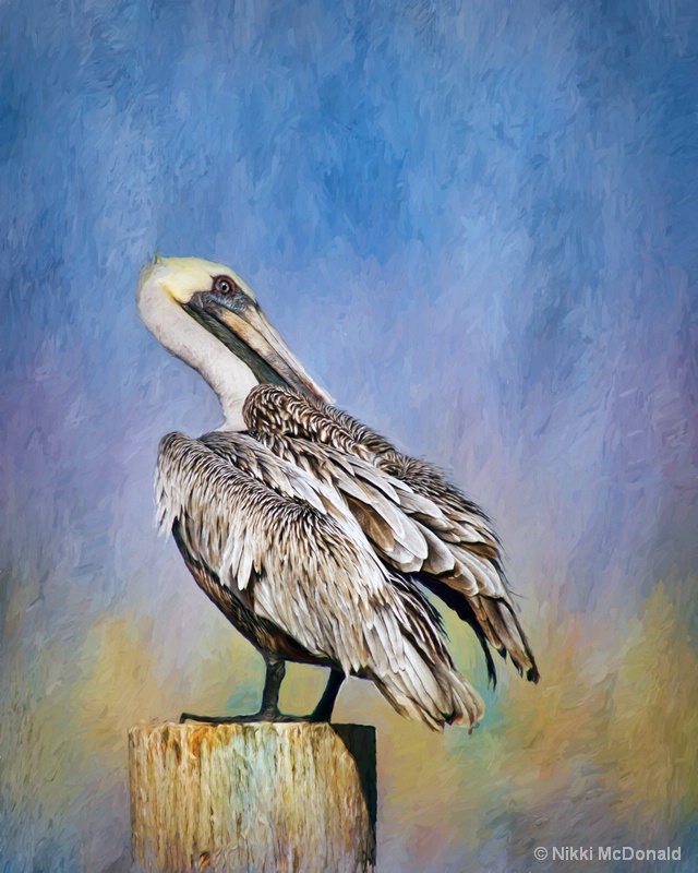 Brown Pelican