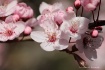 Cherry Blossom 3