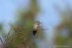 Hummingbird Anna&...