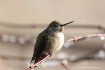 Hummingbird Anna&...