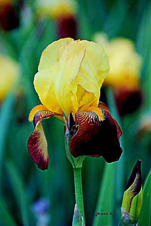 I love the Iris Flowers!