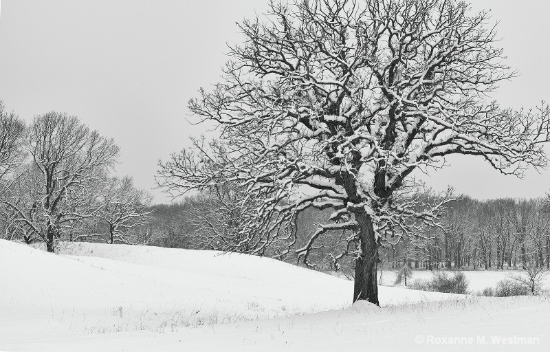 Snowy day in the hills - ID: 15074658 © Roxanne M. Westman