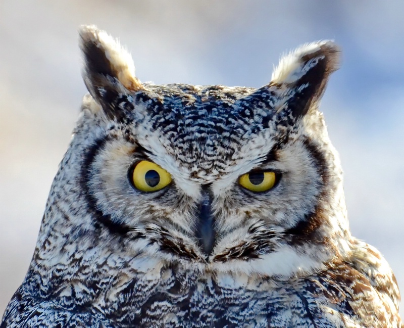 The Stare of the Great Horned Owl