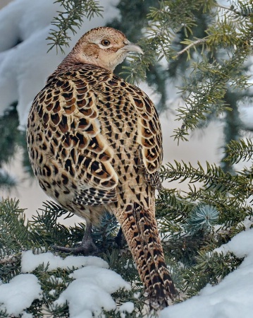 A Hen Pheasant In A Tree
