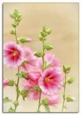 hollyhocks