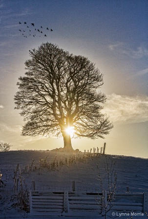 A Lone Tree In Winter
