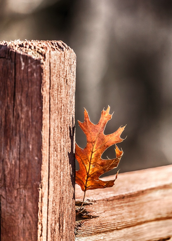 Autumn's Last Stand - ID: 15075466 © Jeff Robinson