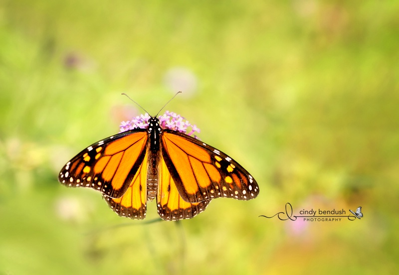 Delicate Visitor