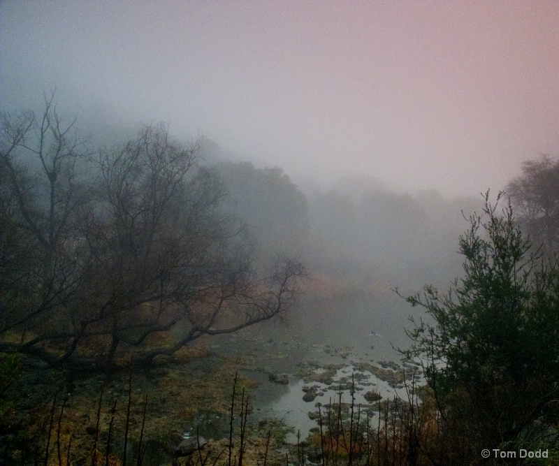 Foggy Morning at the Creek