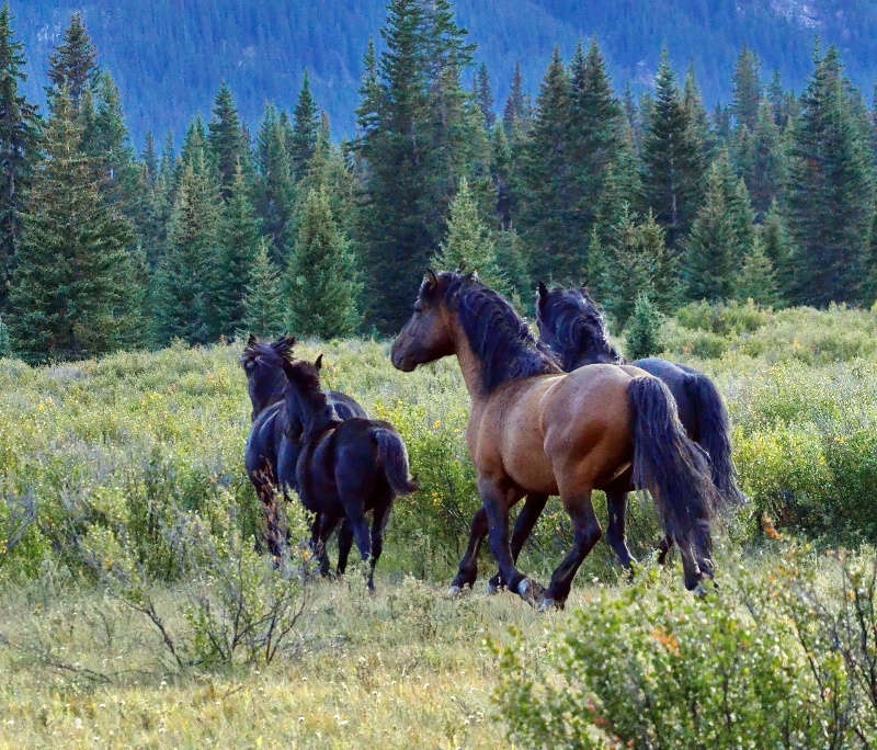 Wild horses - ID: 15075597 © Doug Newman
