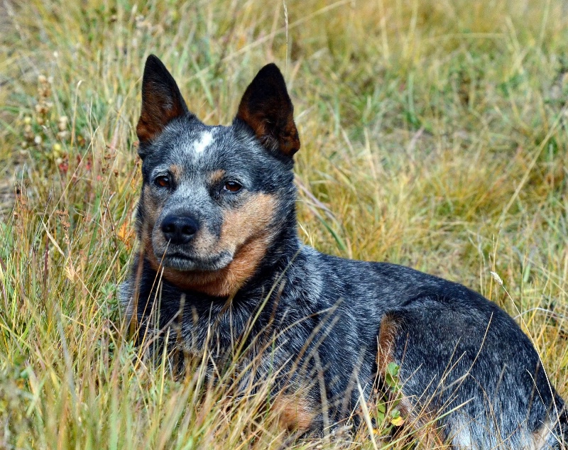 Stella - ID: 15075599 © Doug Newman