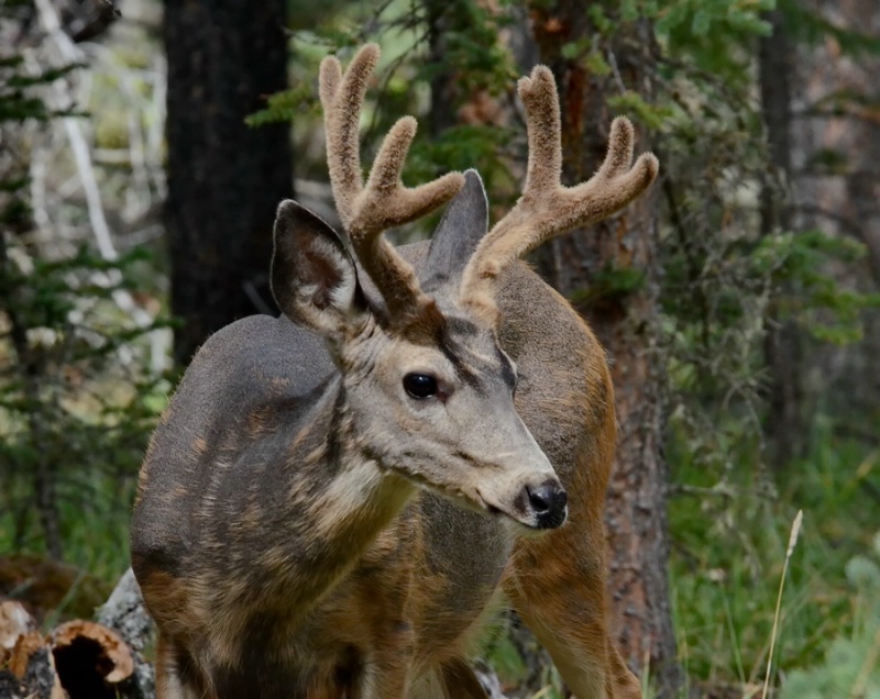 A visitor to camp - ID: 15075603 © Doug Newman