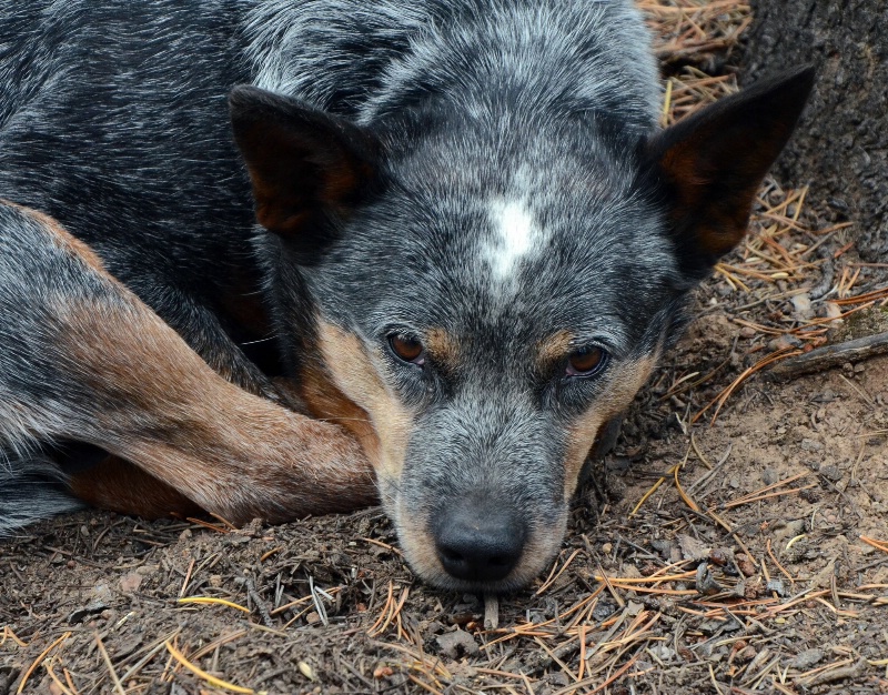The indomitable Stella - ID: 15075609 © Doug Newman