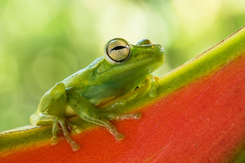 glass frog