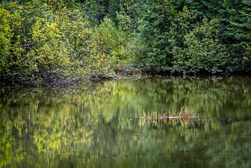 Pond Reflections  