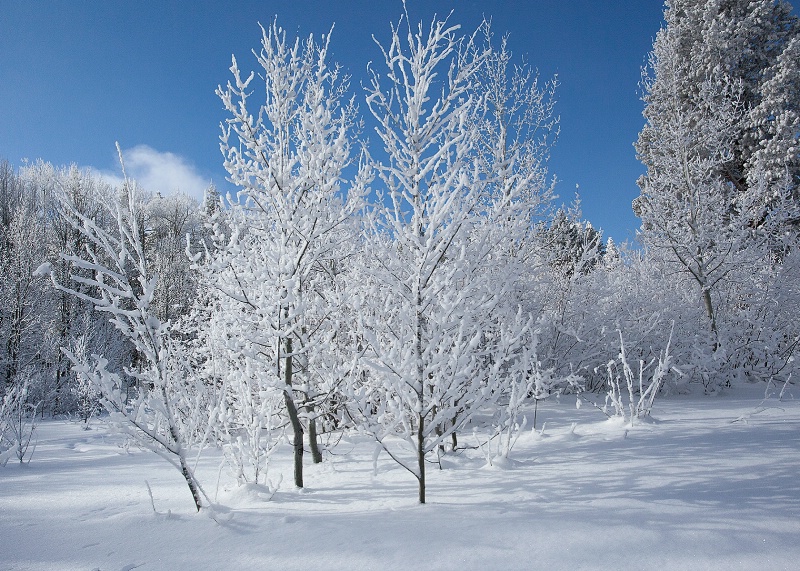 Frosted Aspens