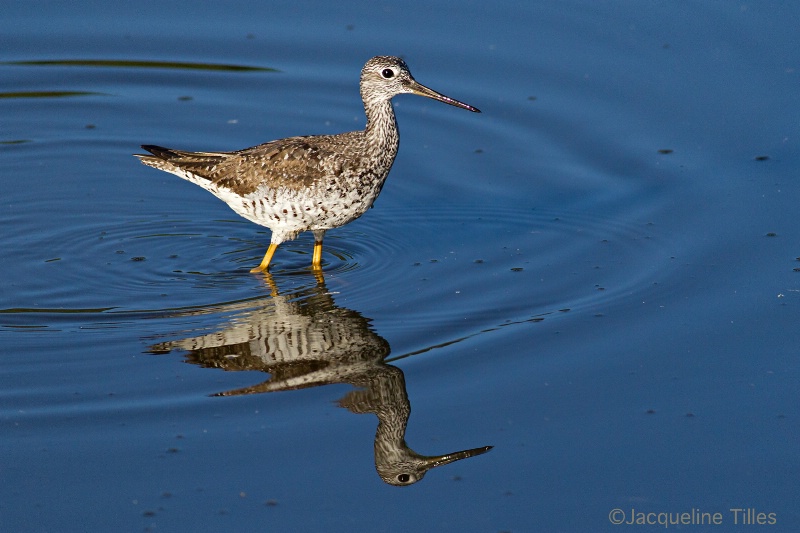 Greater Yellowlegs - ID: 15075834 © Jacqueline A. Tilles