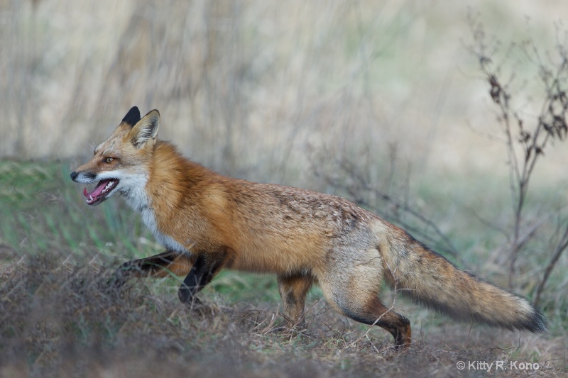 Red Fox on the Run - ID: 15075870 © Kitty R. Kono
